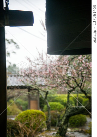 鎌倉26225　海蔵寺1　雨中の紅梅 137361459