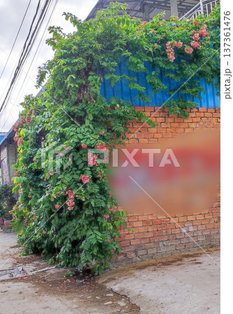 壁を這い上るシクンシ 壁を這い上るシクンシ 137361476