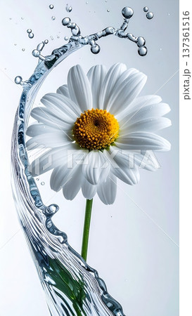 Daisy Flower Macro with Water Droplet Arc in Studio Daisy Flower Macro with Water Droplet Arc in Studio 137361516