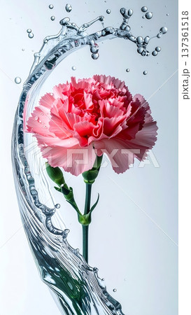Carnation Flower Macro with Water Droplet Arc in Studio 137361518