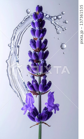 Lavender Flower Macro with Water Droplet Arc in Studio 137361535