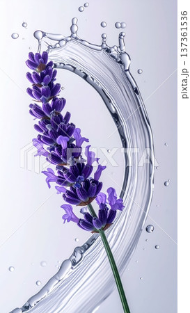 Lavender Flower Macro with Water Droplet Arc in Studio 137361536