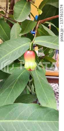 色づき始めたトロピカルフルーツ　チョンプーの実 137361574