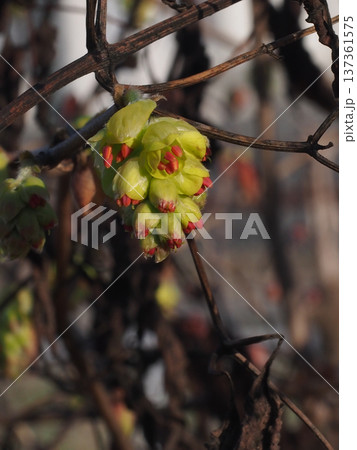 開きかけたトサミズキの花のクローズアップ(早春の日ざしを浴びた土佐水木) 開きかけたトサミズキの花のクローズアップ(早春の日ざしを浴びた土佐水木) 137361575