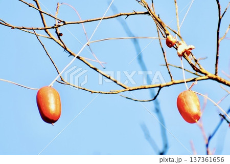 冬の空に映えるカラスウリ 137361656