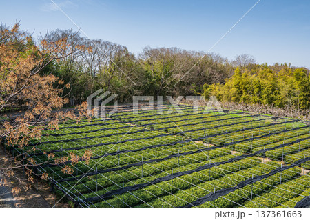 木津川右岸河川敷の茶畑　京都府城陽市 137361663