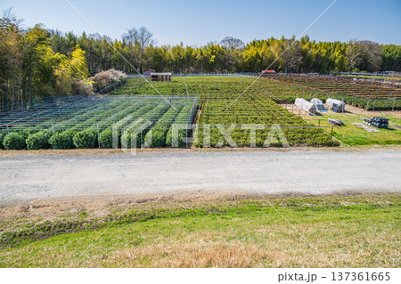木津川右岸河川敷の茶畑　京都府城陽市 137361665
