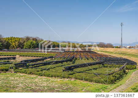 木津川右岸河川敷の茶畑　京都府城陽市 137361667
