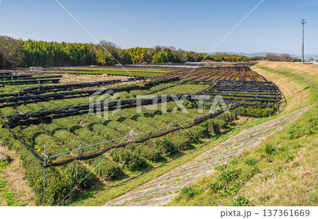 木津川右岸河川敷の茶畑　京都府城陽市 137361669