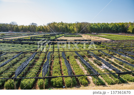 木津川右岸河川敷の茶畑　京都府城陽市 137361670