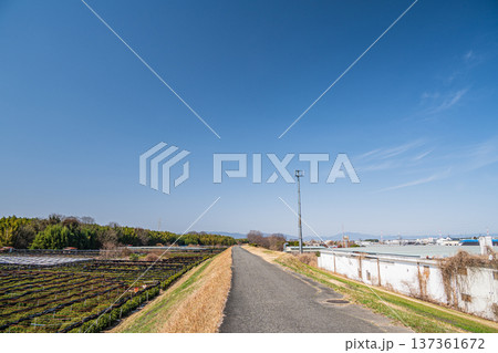 木津川右岸河川敷の茶畑　京都府城陽市 137361672