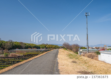 木津川右岸河川敷の茶畑　京都府城陽市 137361673