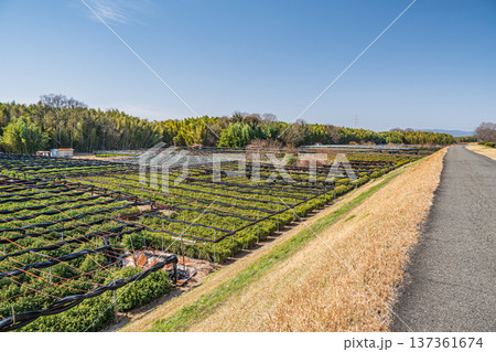 木津川右岸河川敷の茶畑　京都府城陽市 137361674