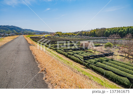 木津川右岸河川敷の茶畑　京都府城陽市 137361675