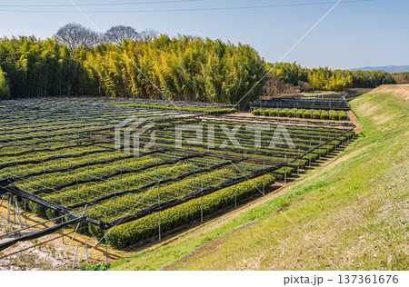 木津川右岸河川敷の茶畑　京都府城陽市 137361676