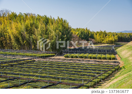 木津川右岸河川敷の茶畑　京都府城陽市 137361677
