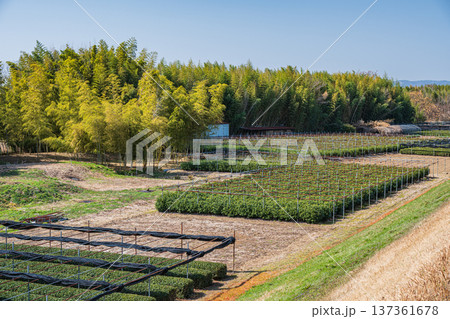 木津川右岸河川敷の茶畑　京都府城陽市 137361678
