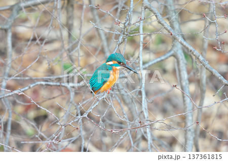【野鳥 カワセミ】 【野鳥 カワセミ】 137361815