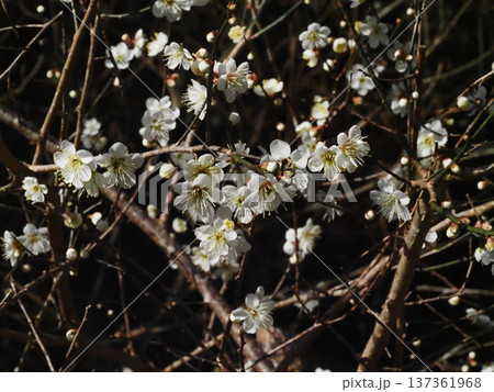 たくさんの花とつぼみをつけた白梅（早春の日差しを浴びた吉野川上流のウメの木） 137361968