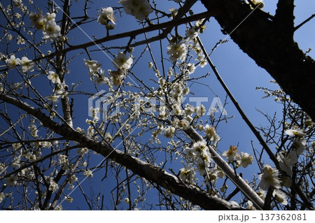 咲き始めた梅の花 咲き始めた梅の花 137362081