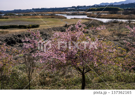 相模川の風景 137362165