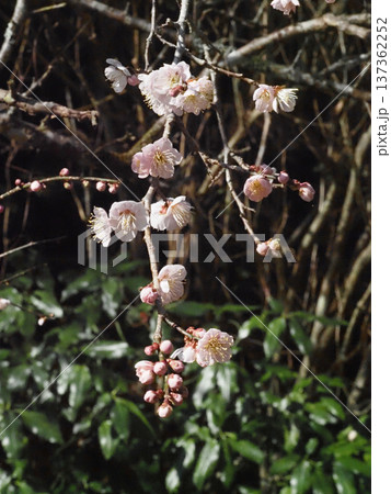 たくさんの花とつぼみをつけたウメの枝(日差しを浴びた吉野川上流のうすいピンクの梅) たくさんの花とつぼみをつけたウメの枝(日差しを浴びた吉野川上流のうすいピンクの梅) 137362252