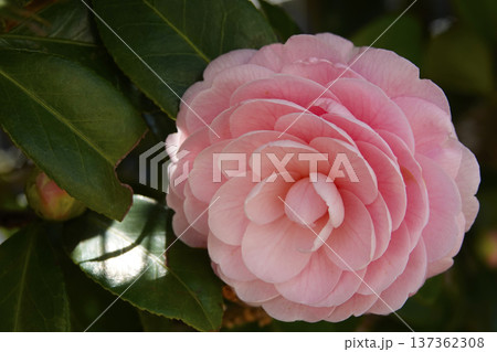 春3月日陰に咲くピンクのオトメツバキの花 春3月日陰に咲くピンクのオトメツバキの花 137362308