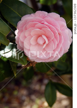 春3月日陰に咲くピンクのオトメツバキの花 春3月日陰に咲くピンクのオトメツバキの花 137362309