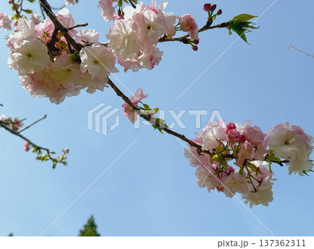 青空に咲く八重桜の花と春の風景 青空に咲く八重桜の花と春の風景 137362311