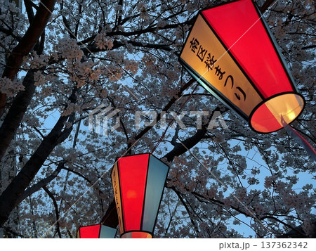 桜に彩られた提灯 137362342
