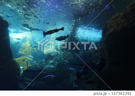 水族館の風景 137362392