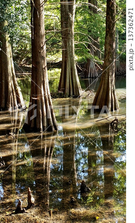 篠栗九大の森　神秘的な光景　落羽松（ラクウショウ） 137362471