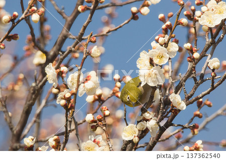 白い梅の花とメジロ 白い梅の花とメジロ 137362540