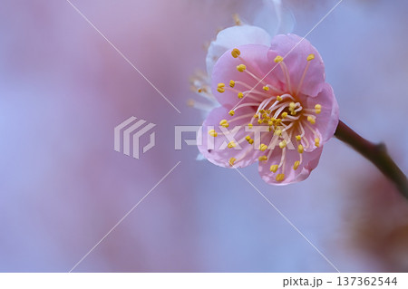 美しいピンクの梅の花 美しいピンクの梅の花 137362544