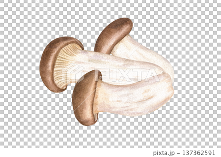 Three edible king oyster mushrooms watercolor illustration on isolated background. Hand painted Asian eryngii with brown caps and creamy white stems. Wild mushroom like porcini, cremini, or boletus. Three edible king oyster mushrooms watercolor illustration on isolated background. Hand painted Asian eryngii with brown caps and creamy white stems. Wild mushroom like porcini, cremini, or boletus. 137362591