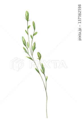 Watercolor thin stem with unfolding green leaves and swollen buds illustration on isolated background. Hand painted botanical element for wedding invitation, greeting card, botanical logo, garden blog 137362598