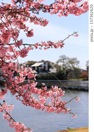 新堀川緑地の桜とドラム缶橋 137362620