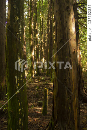 It is a forest with many oak tree trunks. It is a forest with many oak tree trunks. 137362882