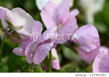 春の日差しを浴びて輝く満開のピンクの花 春の日差しを浴びて輝く満開のピンクの花 137362903