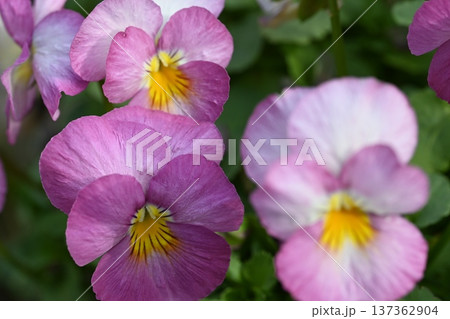 春の日差しを浴びて輝く満開のピンクの花 春の日差しを浴びて輝く満開のピンクの花 137362904