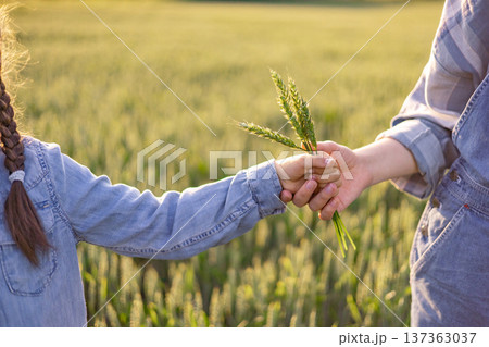 A child's hand passes wheat stalks to an adult's hand in a sunlit field, symbolizing connection and heritage 137363037