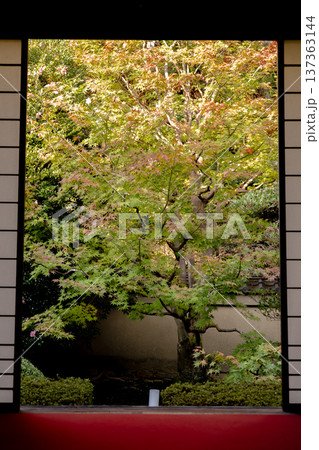京都 東山泉涌寺別院 雲龍院(瑠璃山) 悟りの間から見る五色の紅葉 京都 東山泉涌寺別院 雲龍院(瑠璃山) 悟りの間から見る五色の紅葉 137363144