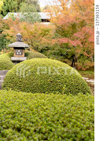 京都 東山泉涌寺別院 雲龍院(瑠璃山) 境内中庭の紅葉(蓮華の間からの眺め) 京都 東山泉涌寺別院 雲龍院(瑠璃山) 境内中庭の紅葉(蓮華の間からの眺め) 137363159