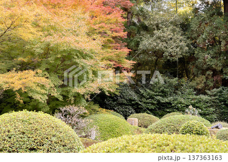 京都　東山泉涌寺別院　雲龍院（瑠璃山）　境内中庭の紅葉（蓮華の間からの眺め） 137363163