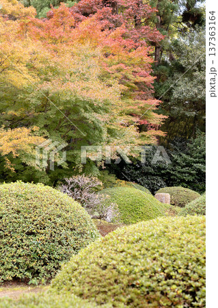 京都 東山泉涌寺別院 雲龍院(瑠璃山) 境内中庭の紅葉(蓮華の間からの眺め) 京都 東山泉涌寺別院 雲龍院(瑠璃山) 境内中庭の紅葉(蓮華の間からの眺め) 137363164