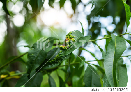 Close-up view of plant leaf showing severe symptoms of peach leaf curl disease on fruit tree foliage, plant pathology research concept 137363265