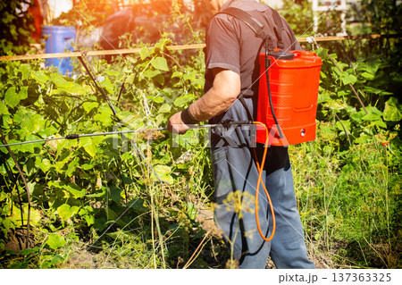 An elderly man, a summer resident, uses a battery-powered sprayer to treat cucumber plants with boric acid in the summer for crop yields and parasites. Copy space for text 137363325