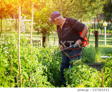 A male summer resident with a red modern sprayer treats tomatoes in the summer to stimulate growth and fruiting. Copy space for text, industry A male summer resident with a red modern sprayer treats tomatoes in the summer to stimulate growth and fruiting. Copy space for text, industry 137363331