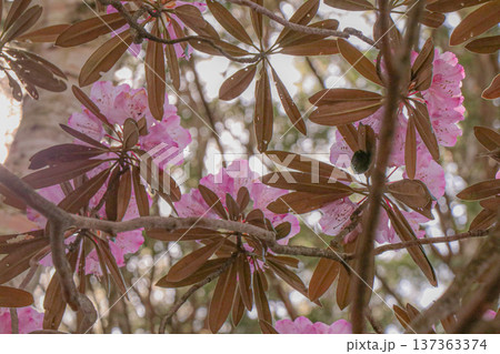 シャクナゲ 137363374