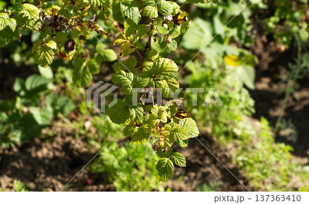 Raspberry plant branch showing signs of disease and damage on leaves, including yellowing, browning, and wilting, indicating poor plant health outdoors. 137363410